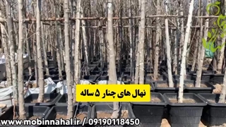 قیمت نهال چنار 5 ساله