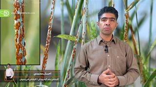 گندم کاران؛ خطر در کمین است.