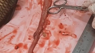 سیستم گوارشی کپور معمولی