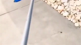 نجات سنجاب از آب استخر