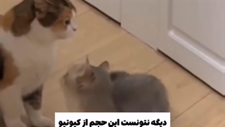 دیگه نتونست