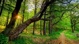 اجاره ویلا شمال جنگلی