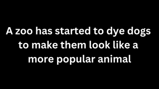 رنگ کردن الاغ به شکل گورخر در باغ وحشی در چین