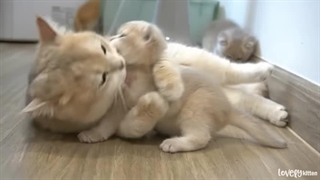 The way the mother cat loves her kitten is very strongly