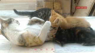 شیر دادن حنا خانم، گربه‌ی من به ۴ تا بچه‌گربه‌اش