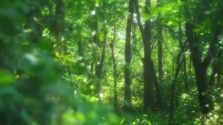 When the cool summer breeze caresses the leaves of the trees