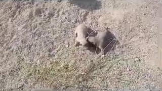 فیلم‌ کوتاه بی پناه کارگردان میلاد دربندی