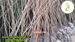 نهال خرمالوی محلی سایز بزرگ
